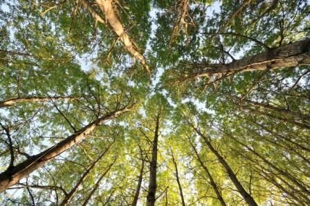 3 варианта использования коры осины для выживания 3 варианта использования коры осины для выживания