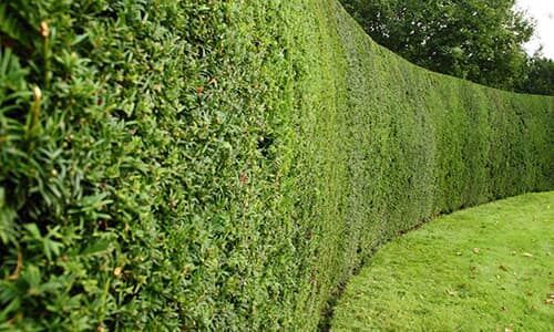 6 “ловушек”, которые помогут защитить частную собственность от мародёров