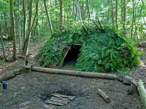 Вынужденная автономия в лесу