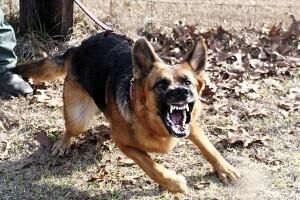 Обученная собака - лучший защитник дома