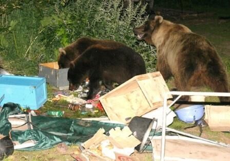 Безопасный поход с ночевкой: сигнализация и ловушки