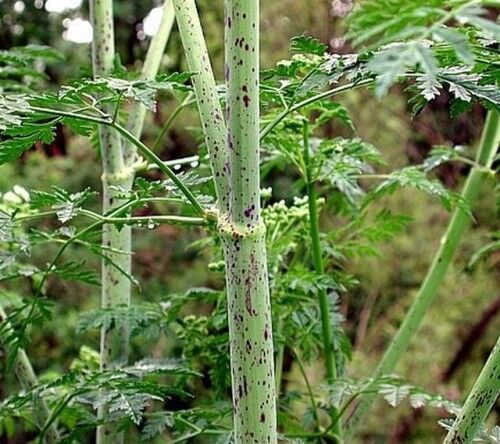 Болиголов Пятнистый и Крапчатый