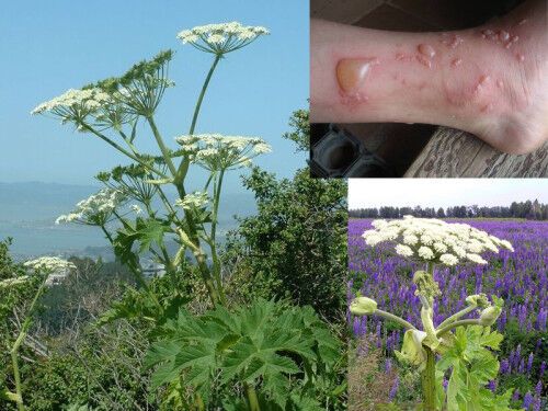 Борщевик Сосновского — опасное растение