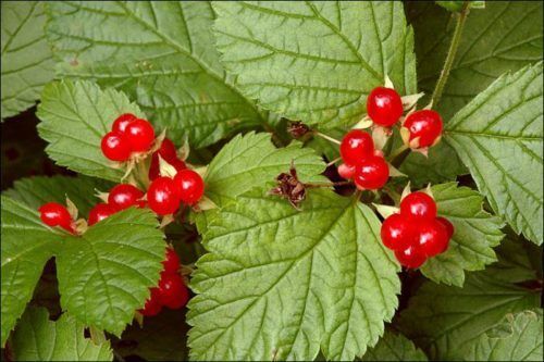 Чай в походе (часть первая): Лесные ягоды