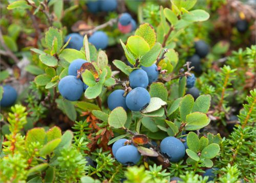 Чай в походе (часть первая): Лесные ягоды