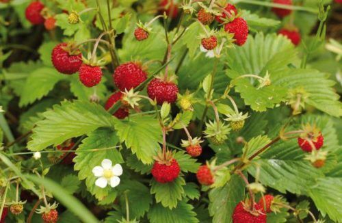 Чай в походе (часть первая): Лесные ягоды