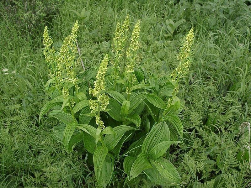 Чемерица Лобеля — три часа до смерти