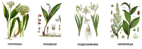 Черемша. С точки зрения выживания