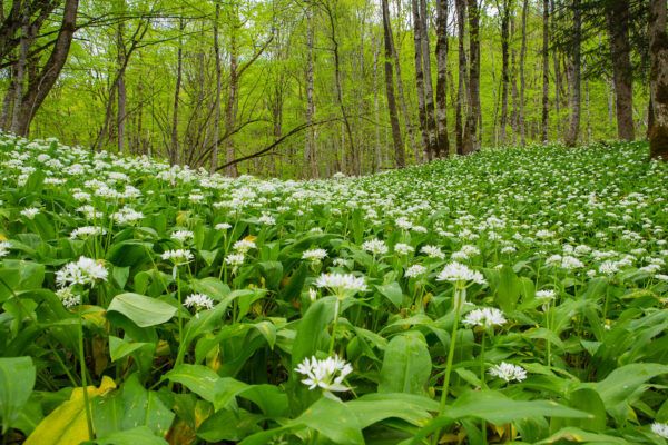 Черемша. С точки зрения выживания