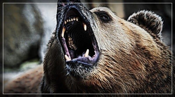 Что делать при встрече с медведем