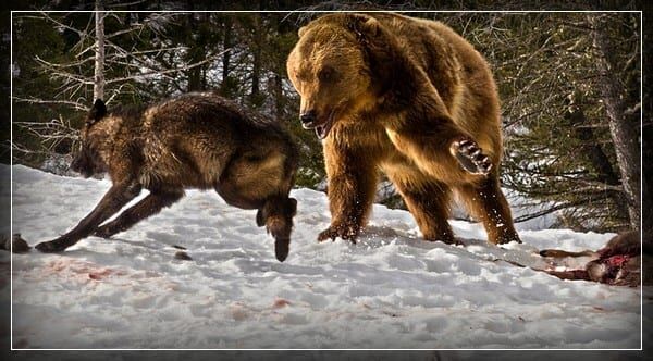 Что делать при встрече с медведем