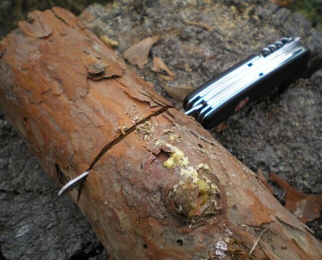 отрезаем кусок бревна для изготовления деревянного примуса