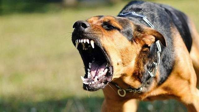 Как сбить собаку со следа во время долгого преследования?