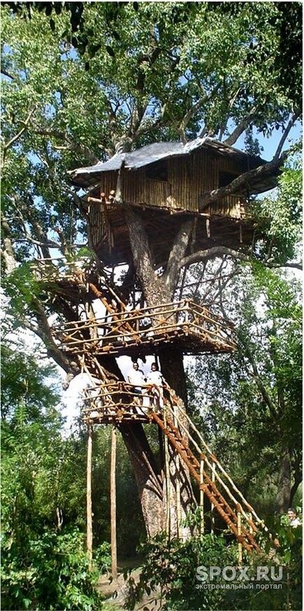 дом на дереве