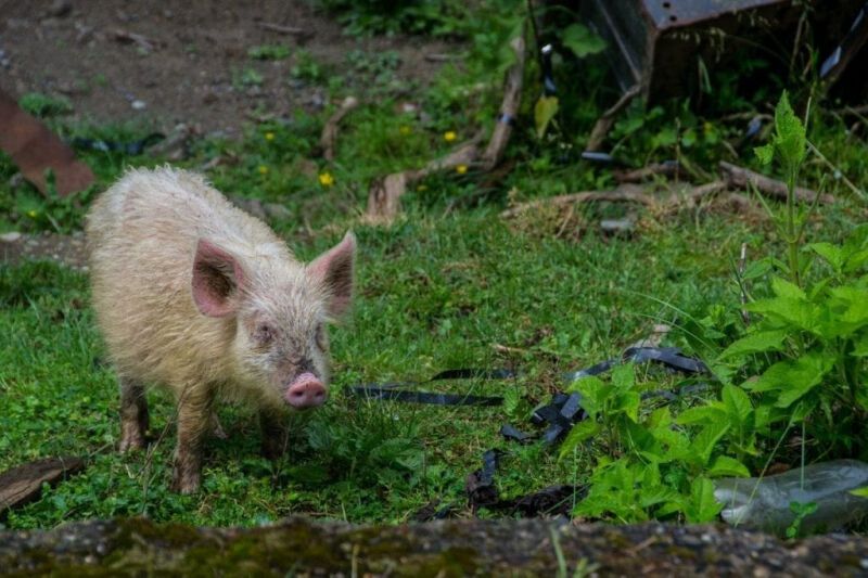 Дух апокалипсиса. Часть 2: Заброшенные города Абхазии