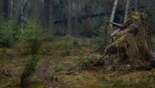 Заброшенная лесная тропинка. Если идти по ней и читать признаки, скоро можно понять, куда она ведет - к людям или от людей.