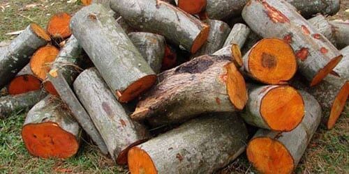 Горение дров из разных пород дерева