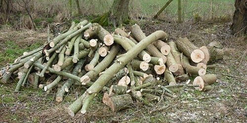 Горение дров из разных пород дерева