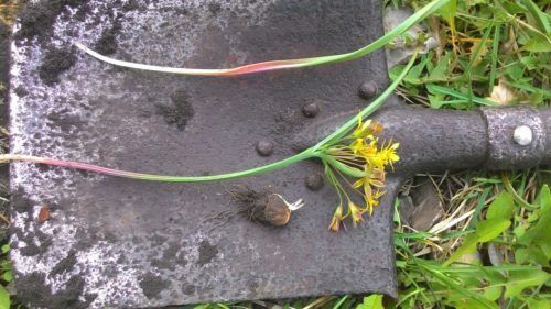 Гусиный лук — еда в условиях выживания