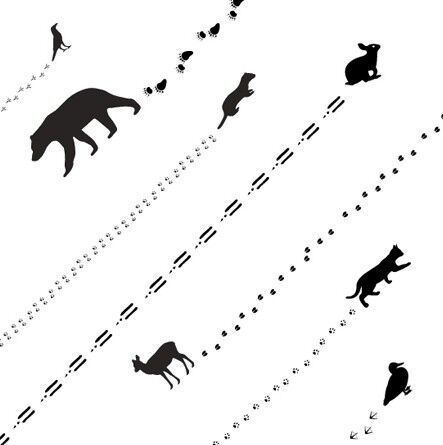 Как научиться читать следы? Следопытство — некоторые хитрости