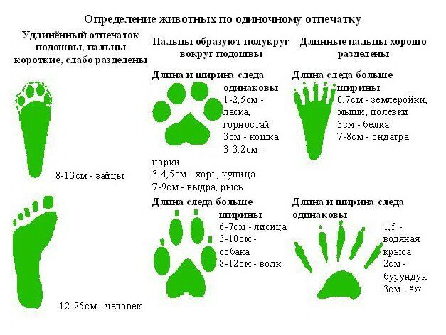 Как научиться читать следы? Следопытство — некоторые хитрости