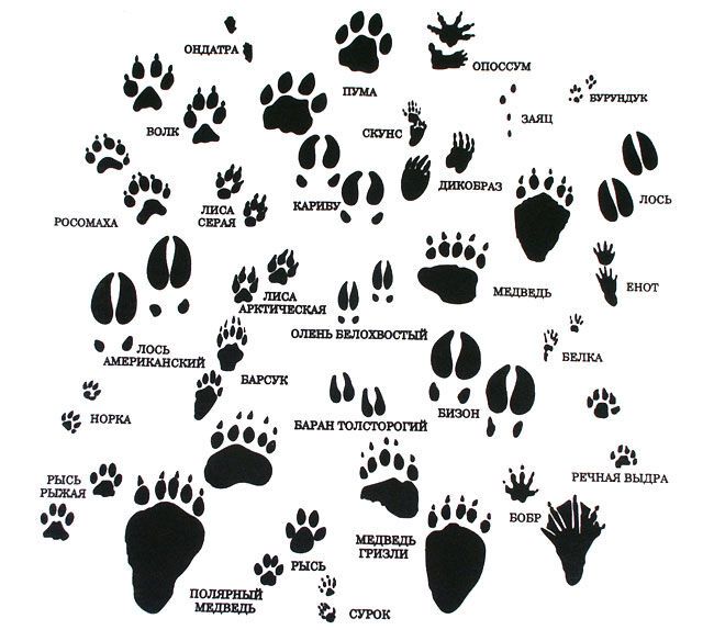 Как научиться читать следы? Следопытство — некоторые хитрости