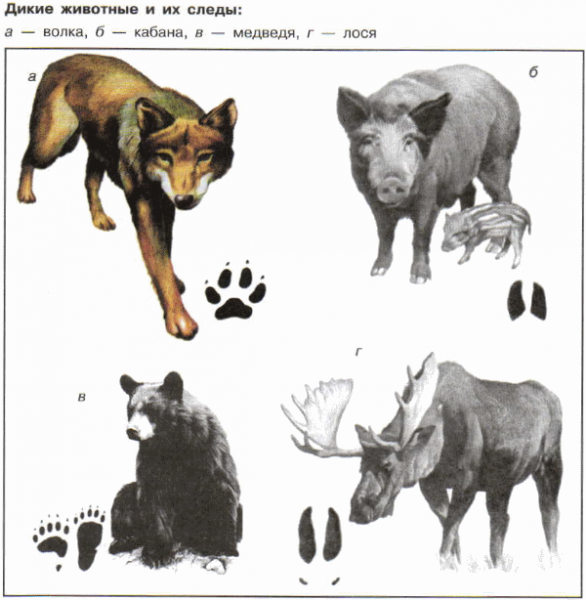 Как научиться читать следы? Следопытство — некоторые хитрости