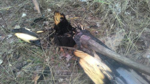 Как развести костер в сыром лесу зимой