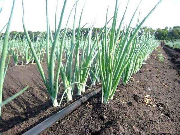 Базовый элемент системы полива