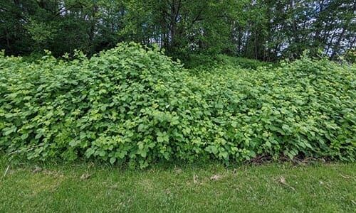 Как сделать скрытое убежище на собственной земле, в городской черте и в лесу