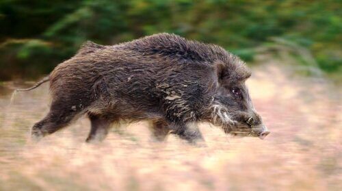 Как выжить при встрече с кабаном