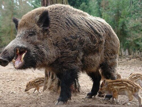 Как выжить при встрече с кабаном