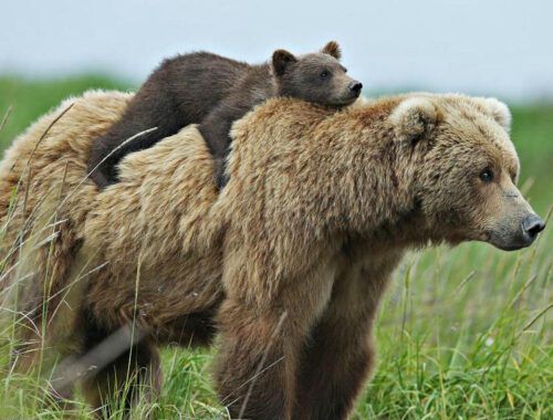 Как выжить при встрече с медведем