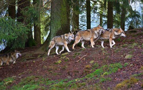 Как выжить при встрече с волками