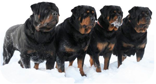 Какую собаку завести выживальщику? 7 лучших пород собак в постапокалипсис