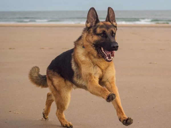 Какую собаку завести выживальщику? 7 лучших пород собак в постапокалипсис