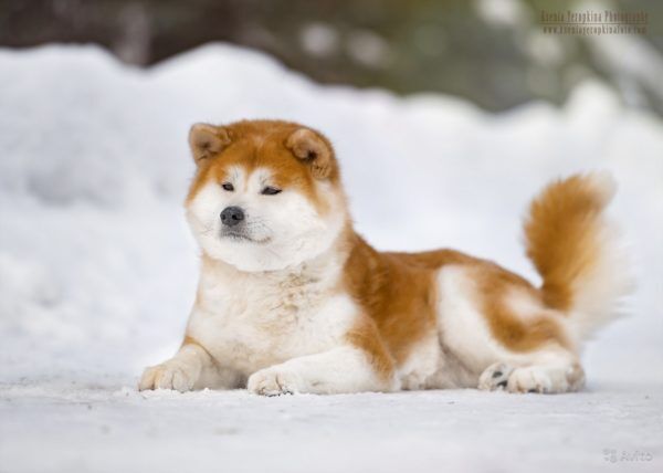 Какую собаку завести выживальщику? 7 лучших пород собак в постапокалипсис