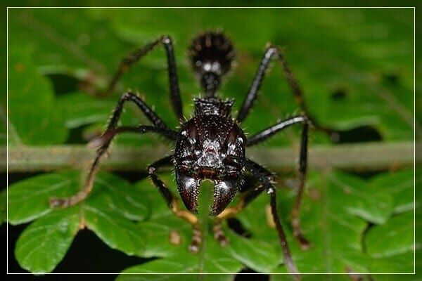 Кошмар арахнофоба: Топ-5 насекомых с самыми болезненными укусами