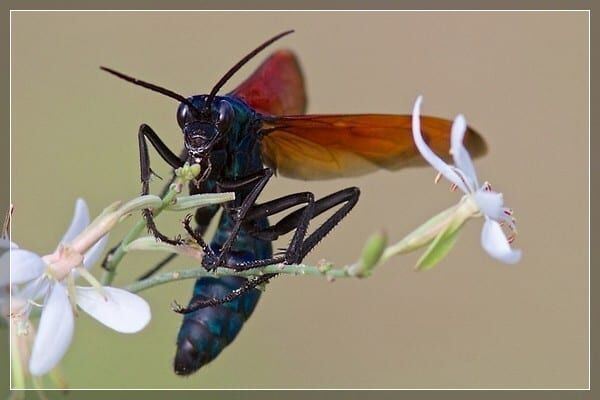 Кошмар арахнофоба: Топ-5 насекомых с самыми болезненными укусами