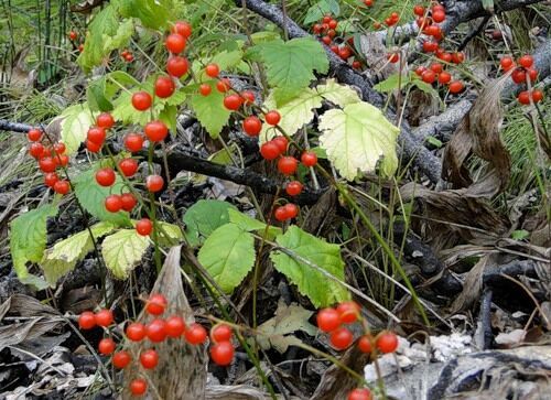 Ландыш Майский — опасный цветок