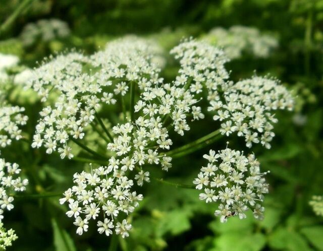 растение Болиголов