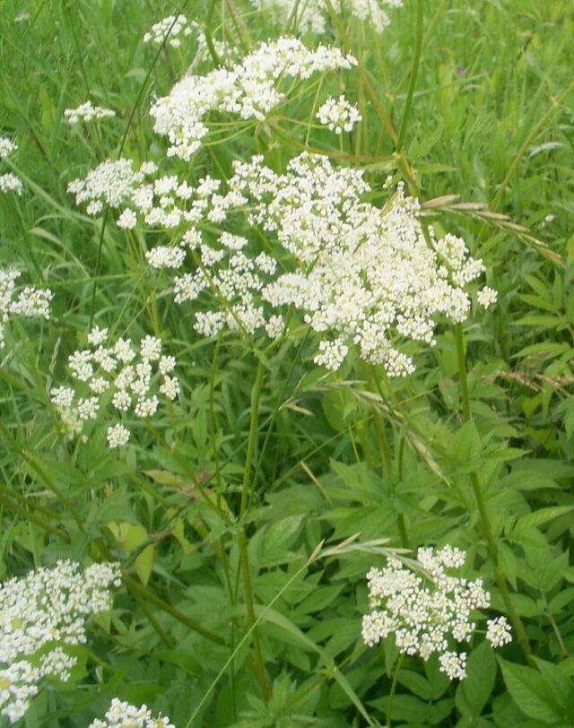 листья Болиголова