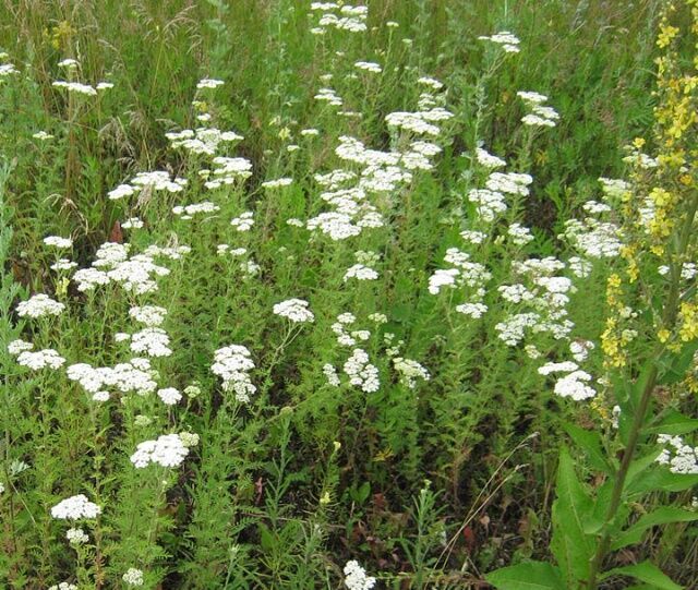 тысячалистник