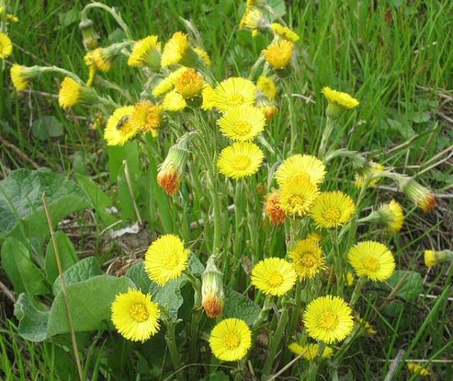 мать и мачеха