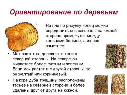 Ориентирование по насекомым, птицам и деревьям