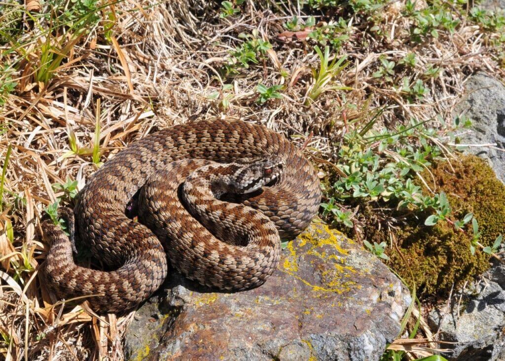 Как распознать гадюку