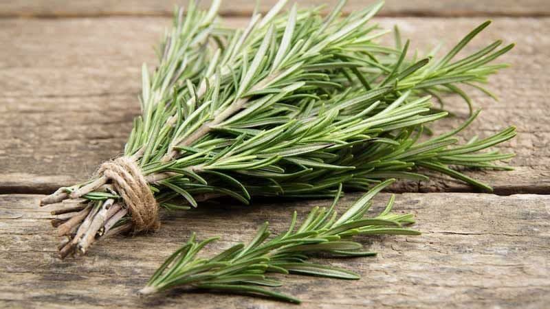 Розмарин как средство от боли
