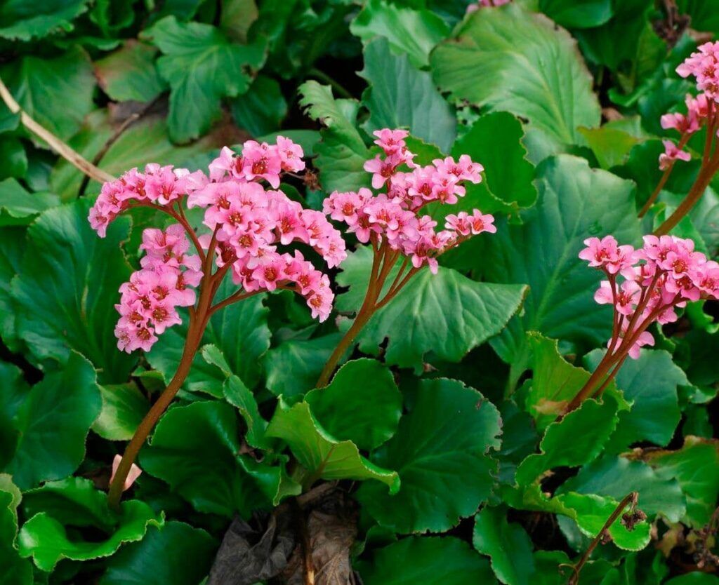 Бадан - отличное средство от насморка