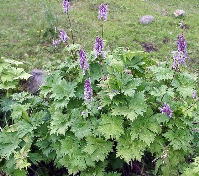 аконит северный