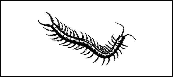 Пособие по выживанию армии США. Приложение D. Опасные насекомые и паукообразные